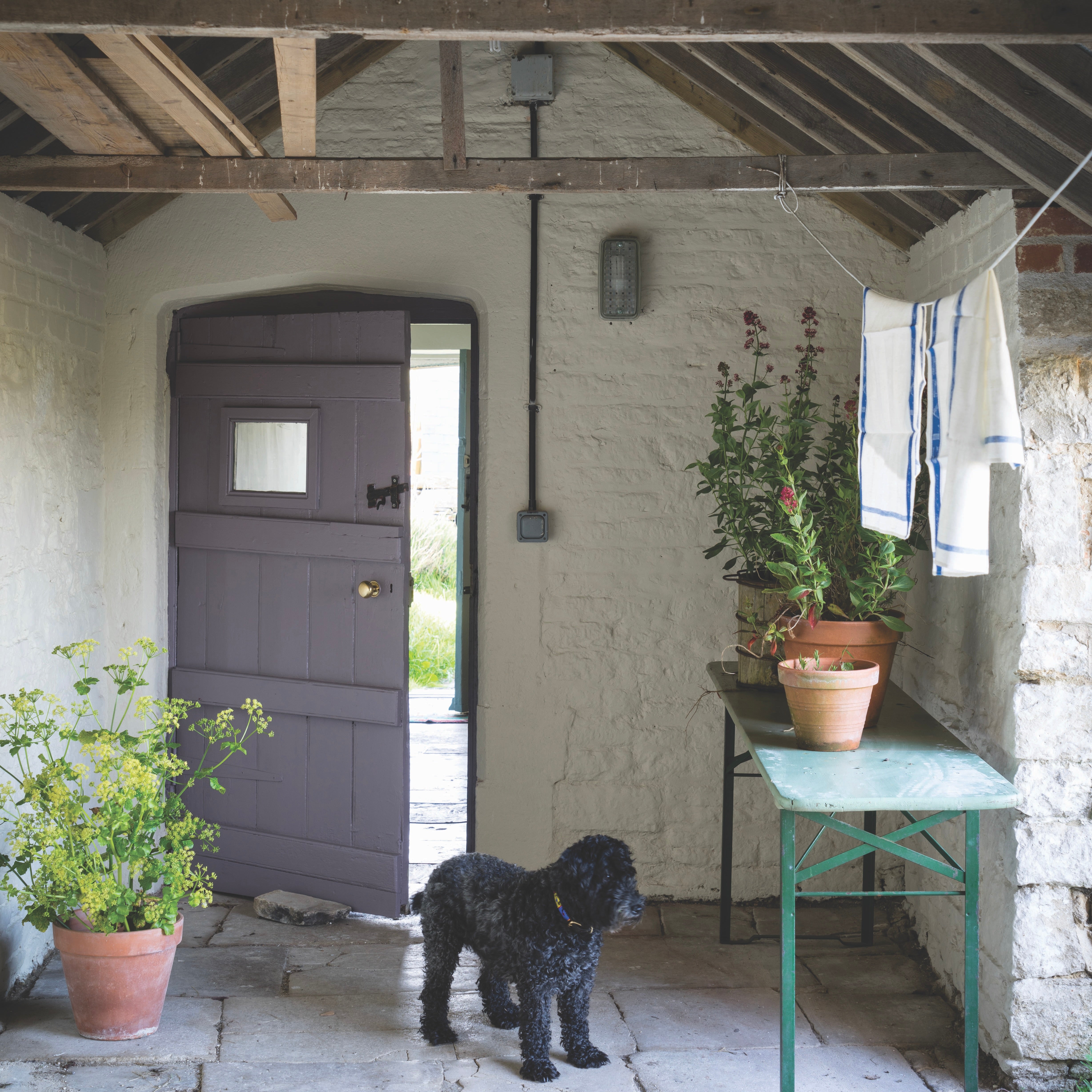 Exterior Eggshell "Brassica" No. 271