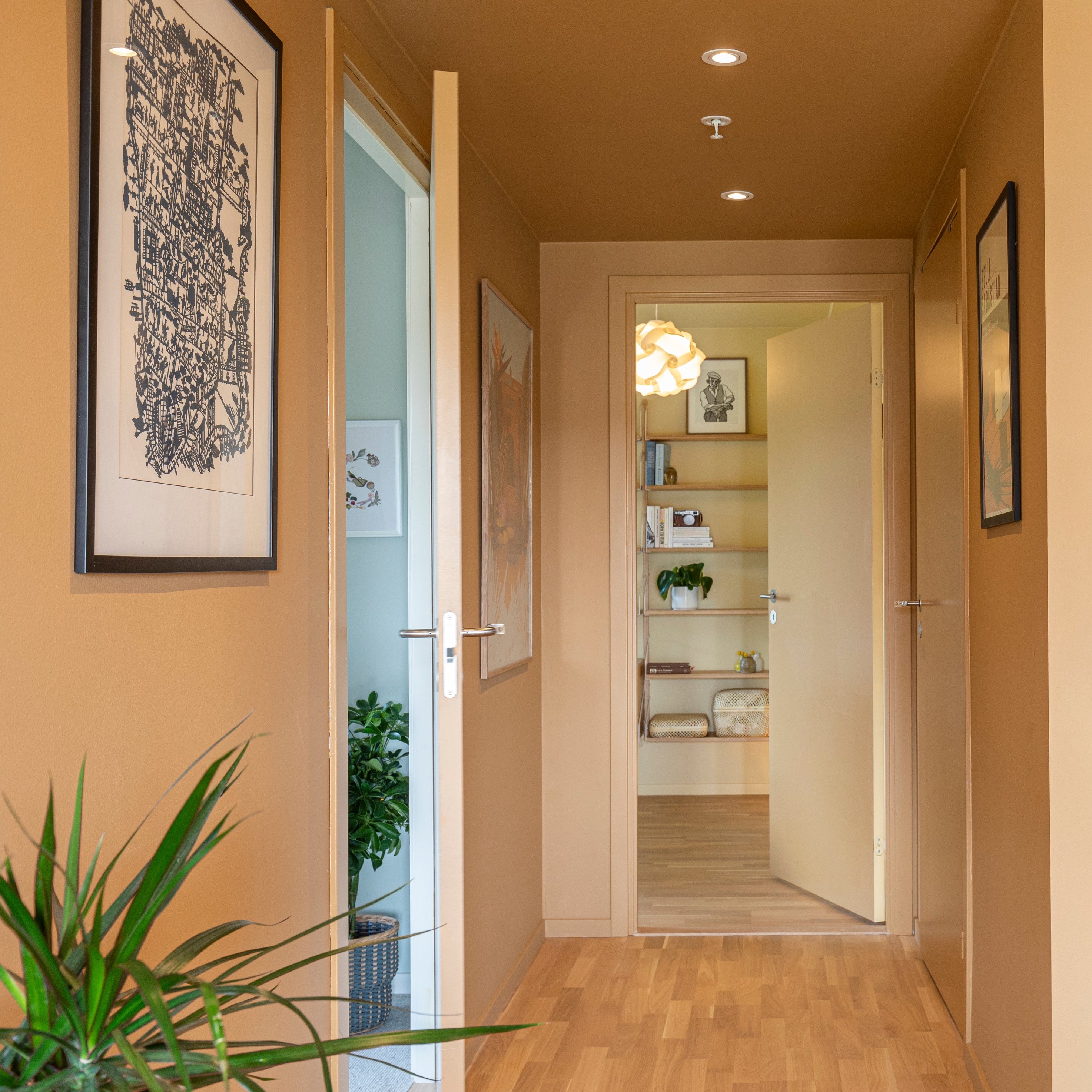 Licetto "Golden Majesty"