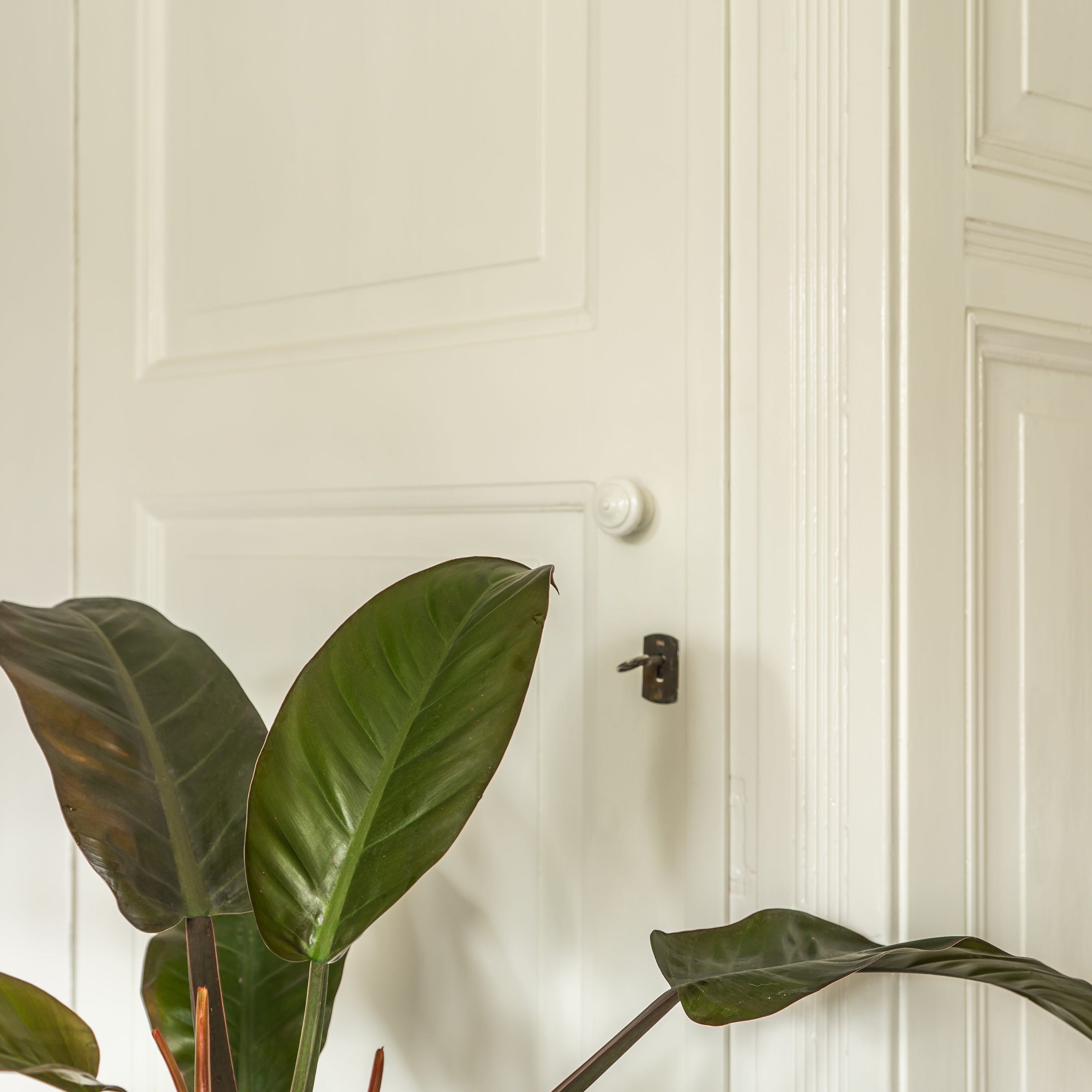 Traditional Paint Eggshell "Natural Rice"